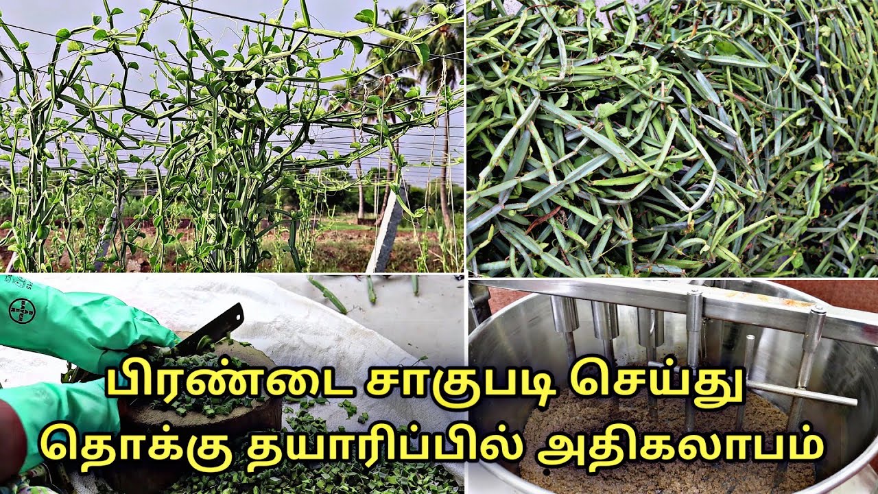 பிரண்டை சாகுபடி செய்து தொக்கு தயாரிப்பில் அதிகலாபம் | Cissus quadrangularis | pirandai | veldt grape