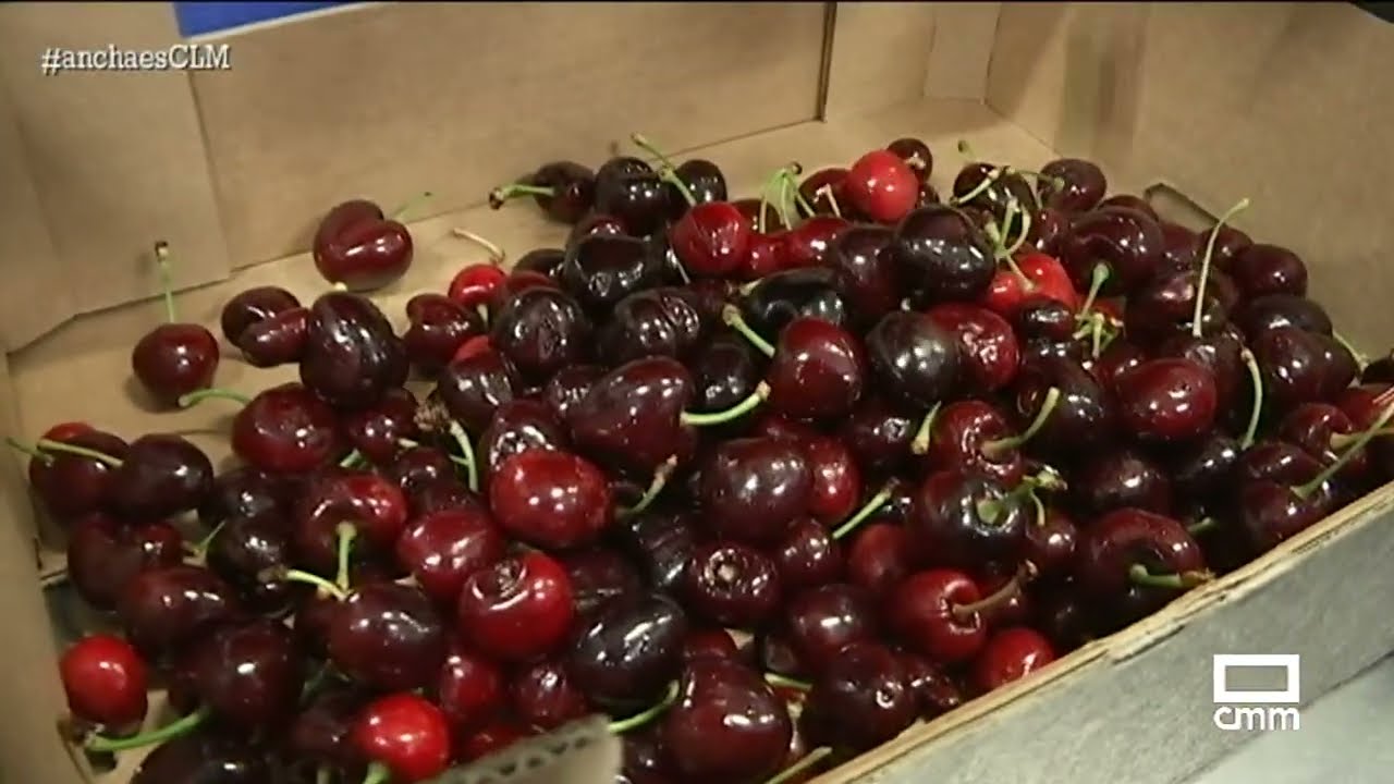 Recogida de la cereza: de una en una y con mucho cuidado | Ancha es Castilla-La Mancha