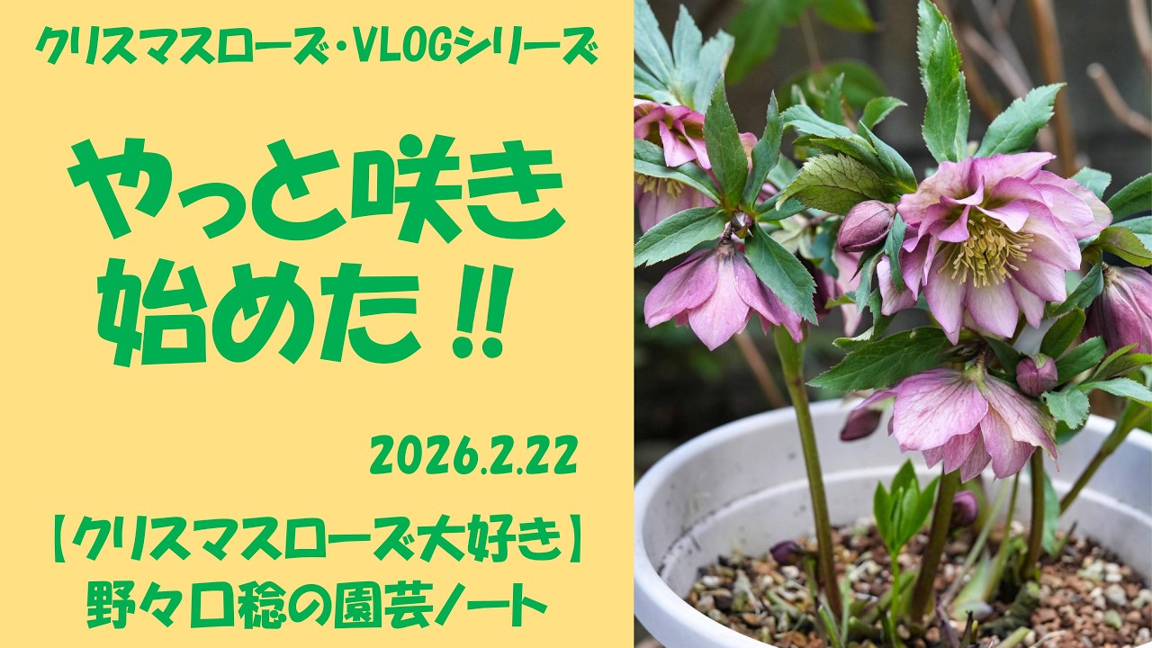 2026.2.22 やっと咲き始めた‼