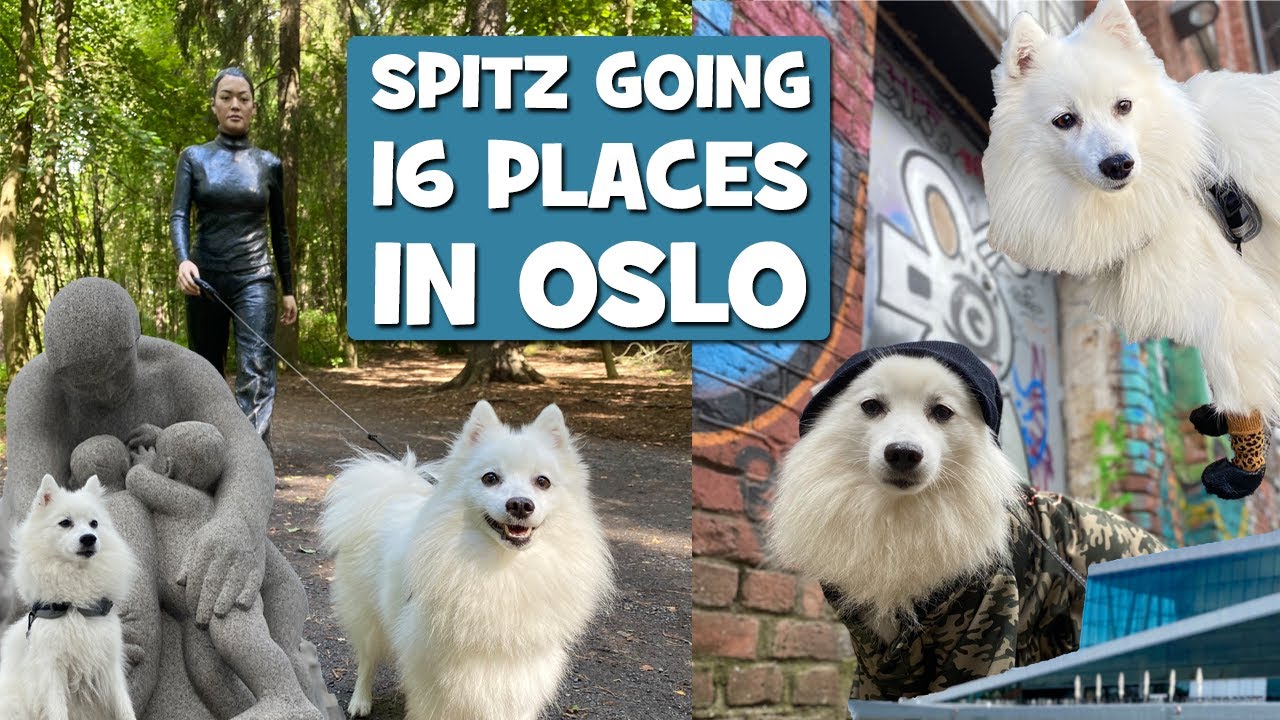 Spitz checking out 16 SIGHTS in OSLO Norway like she owns the city