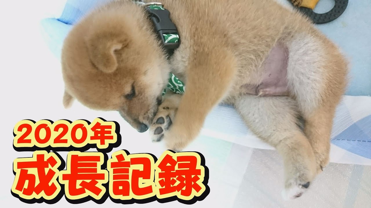 【豆柴】迎えてから2か月。大変貌！大成長！【子犬】