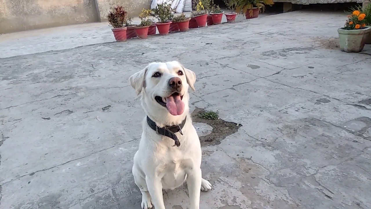 LABRADORS ARE WAY TOO AWESOME | FUNNY COMPILATION 2019 | WHITE LABRADOR CUTE MOMENTS