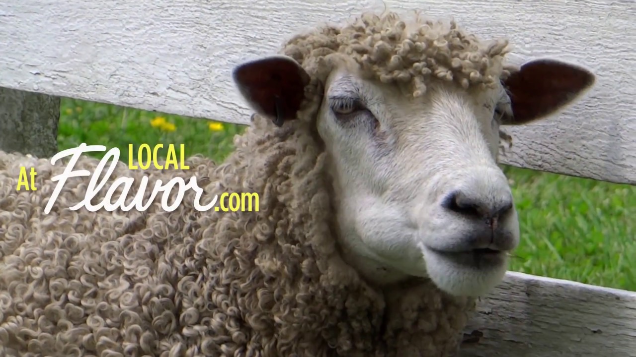 Don't be sheepish - Save at LocalFlavor.com!