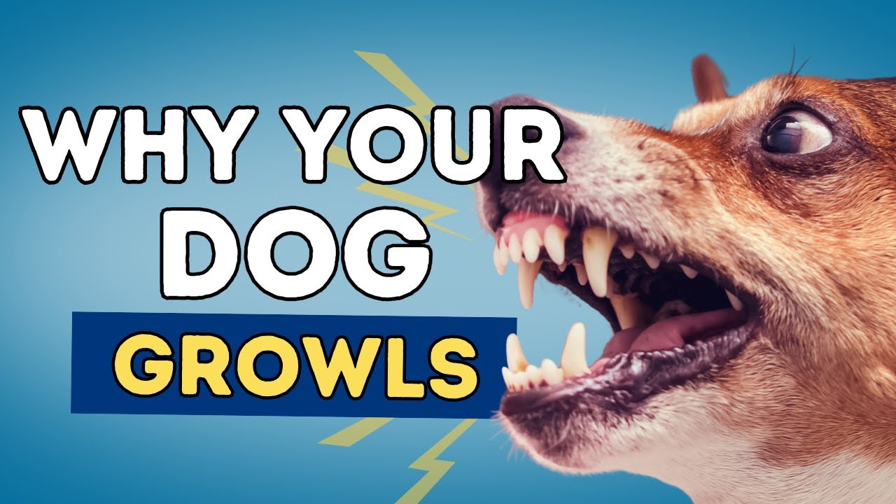 Why Your Dog Growls and What You Can Do About It