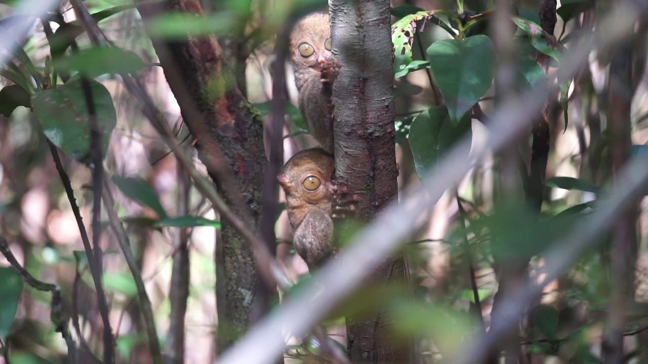 Horsfield&rsquo;s tarsiers (Tarsius bancanus)