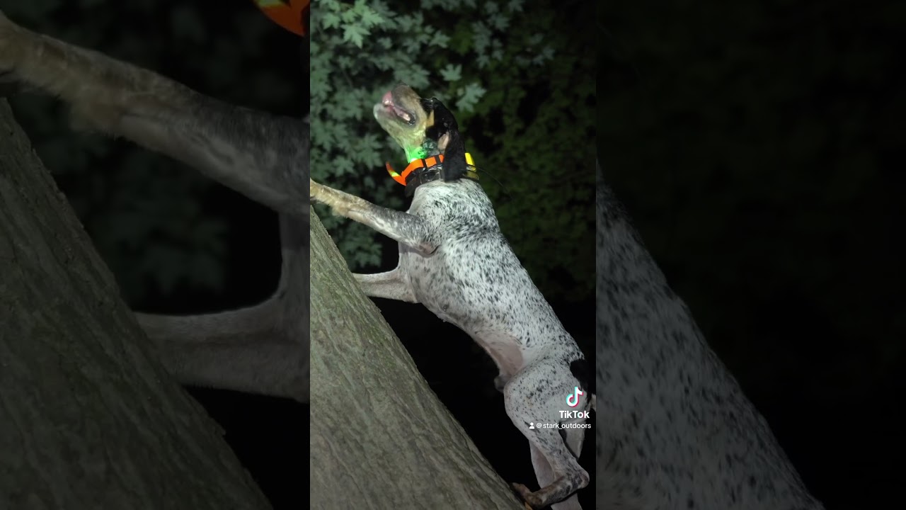 Bluetick Coonhound Treed! 
