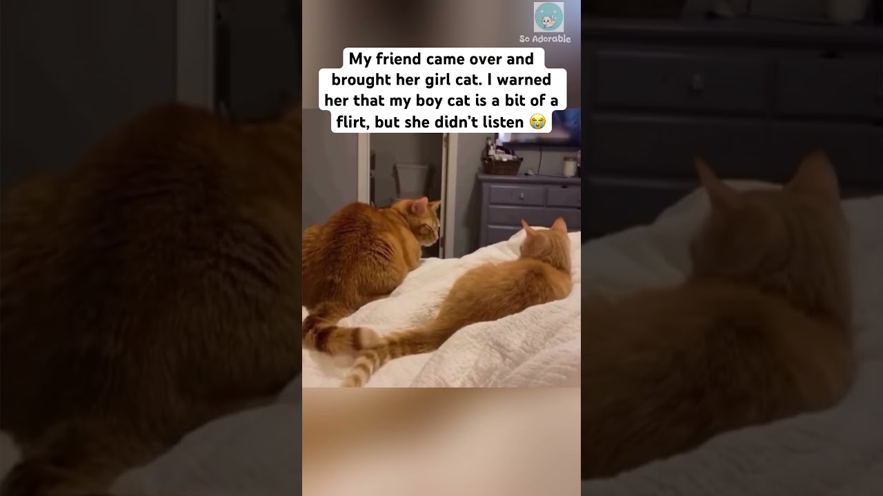 Orange cat like orange cat 🥰 #shorts #cat #catlovers