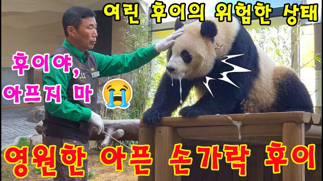 맙소사!!😭 영원한 아픈 손가락 후이바오💨💦 엄마 이어 루이 언니와 이별 후 식사 거부까지? 😢(이모들 눈물바다👀💦)