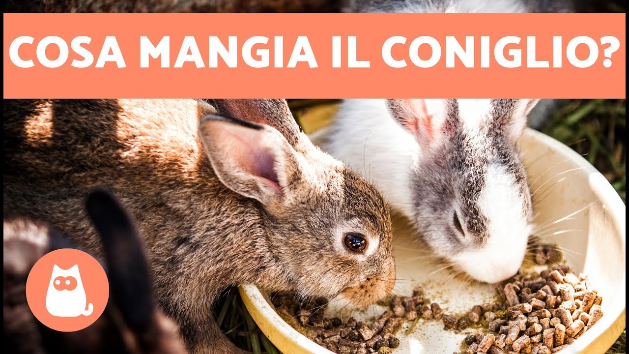Cosa mangia il CONIGLIO? 🐰🥕 ALIMENTAZIONE del coniglio cucciolo, adulto, anziano