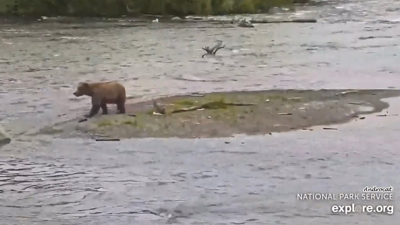 Katmai Bears 6-18-25.  Bear 909 1st on Cam View; Bear 83 was 2nd; + Merganser Ducks!  explore.org