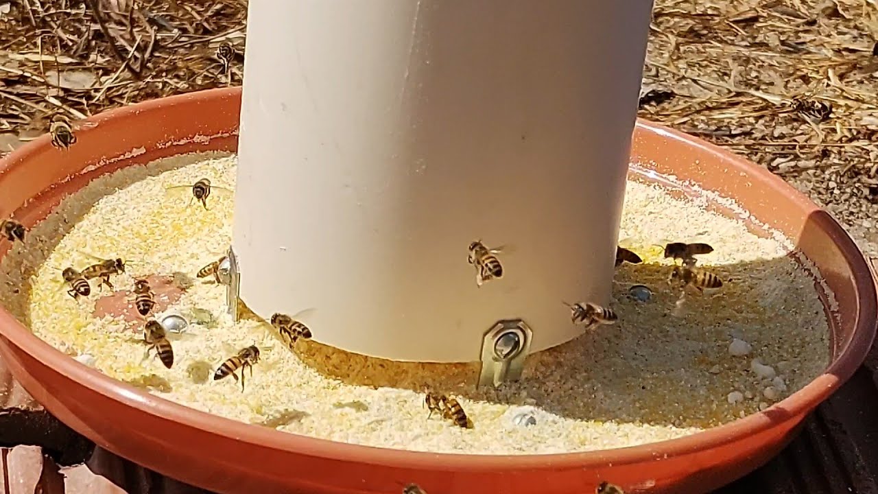 alimentador para abelha apís ração seca 🌵🐝🌵🌵🐝🍯