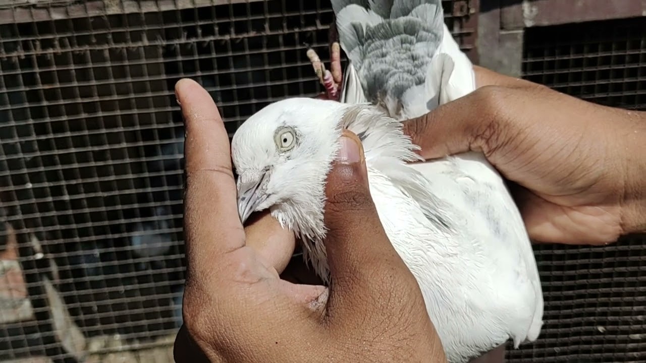 Kalpare Kaldume Kabutar ll Beeso Par Kale Kabutar ll Faizabadi High Flying Pigeons