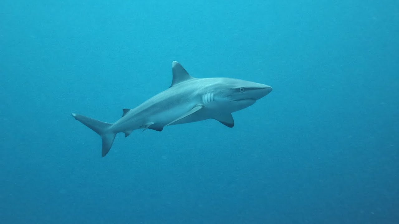What's it like diving with sharks in Maldives