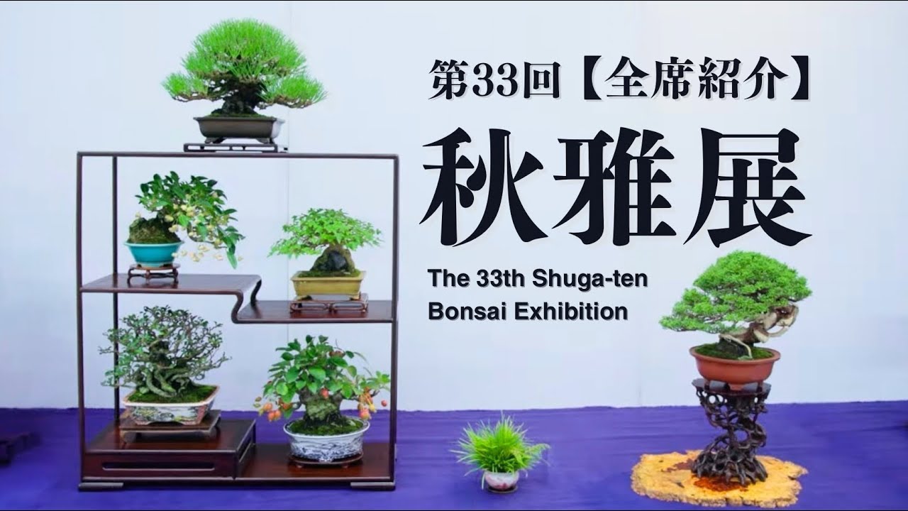 第33回 秋雅展【2025】小品盆栽フェア