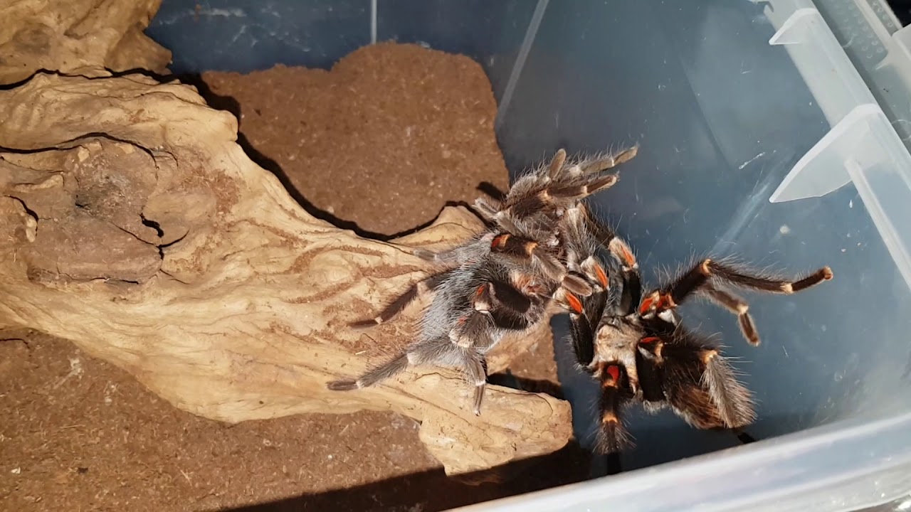 The Most Epic Tarantula Mating!