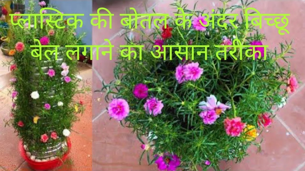 बिच्छू बेल लगाने का तरीका