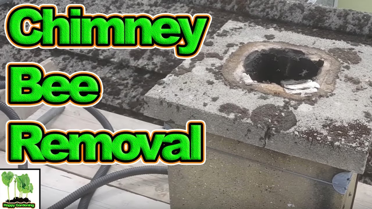 Removing A Honey Bee Colony From A Chimney 2017