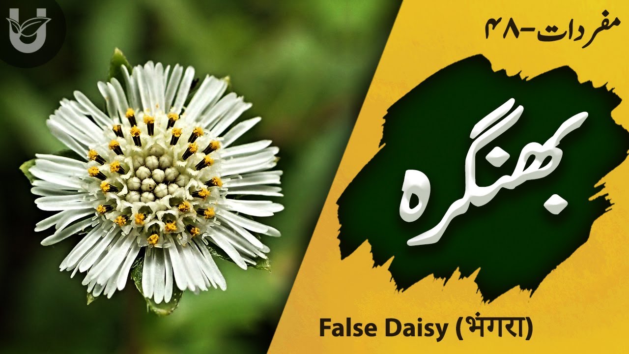 Bhangra / False Daisy / بھنگرہ