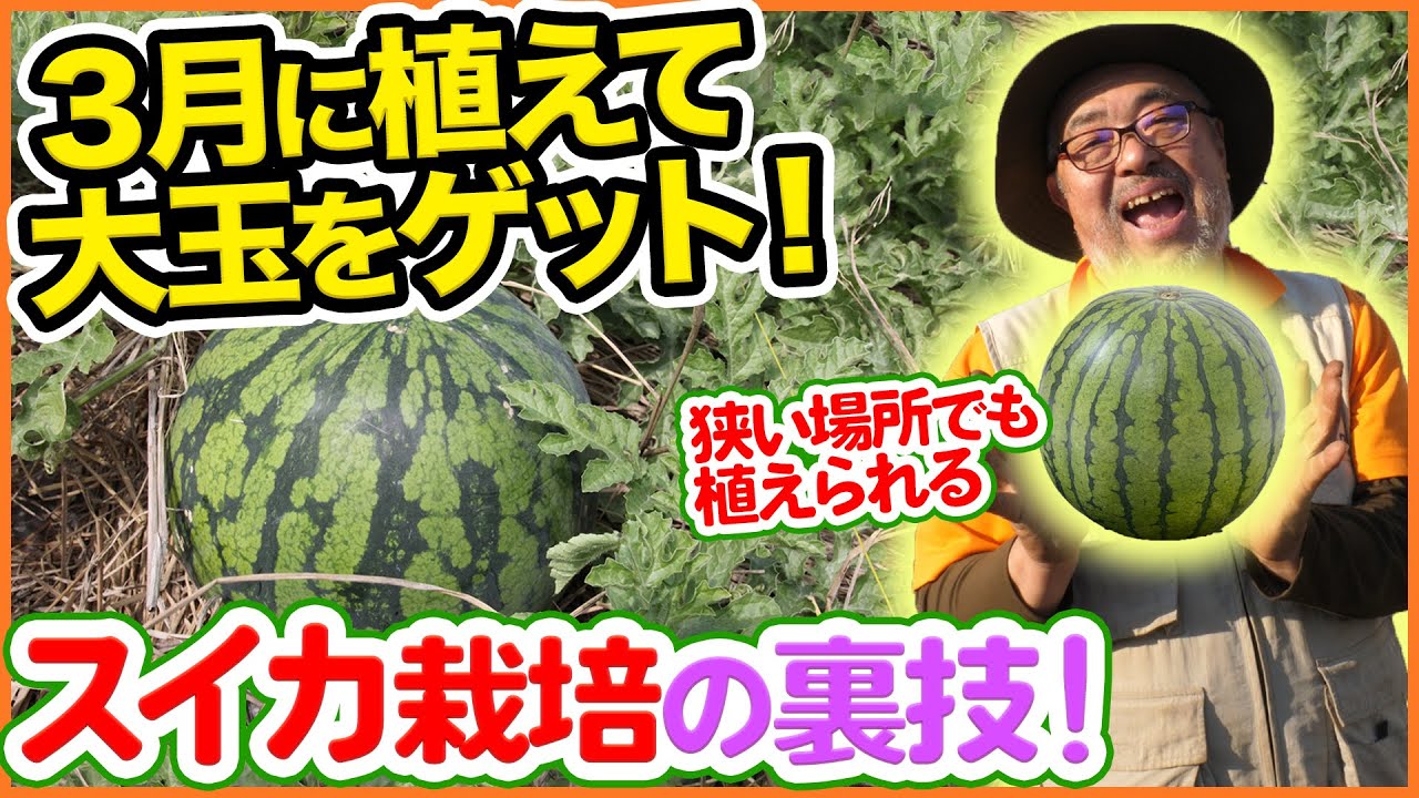 ３月に植えて大玉を収穫！？スイカ栽培の裏技を大公開！狭い場所でもしっかり生育する育て方とは【黒玉スイカ】【種まき】【植え方】