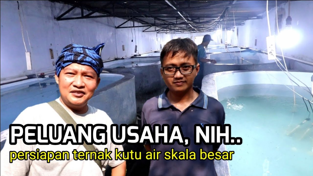 peluang usaha - ternak kutu di lahan 48m x 28m..