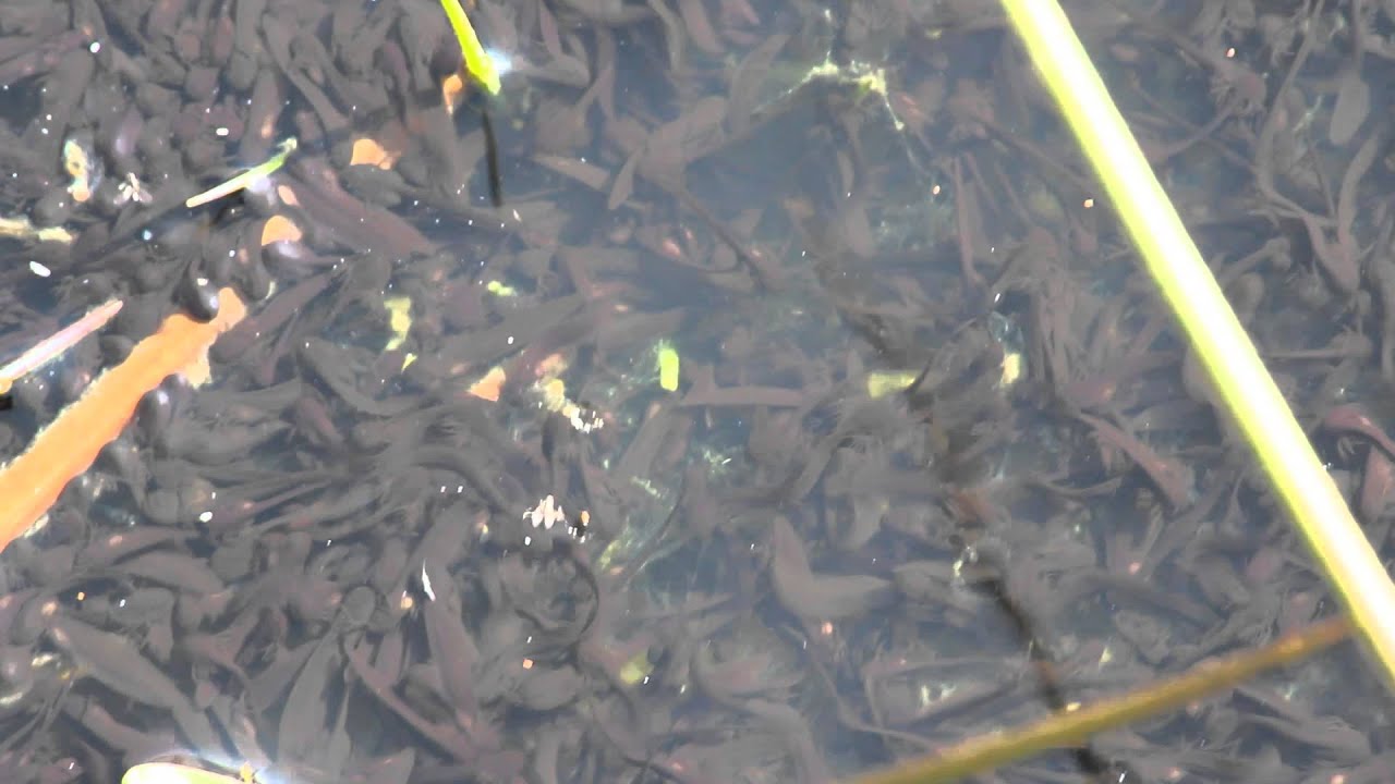 5 second clip of recently hatched common frog tadpoles