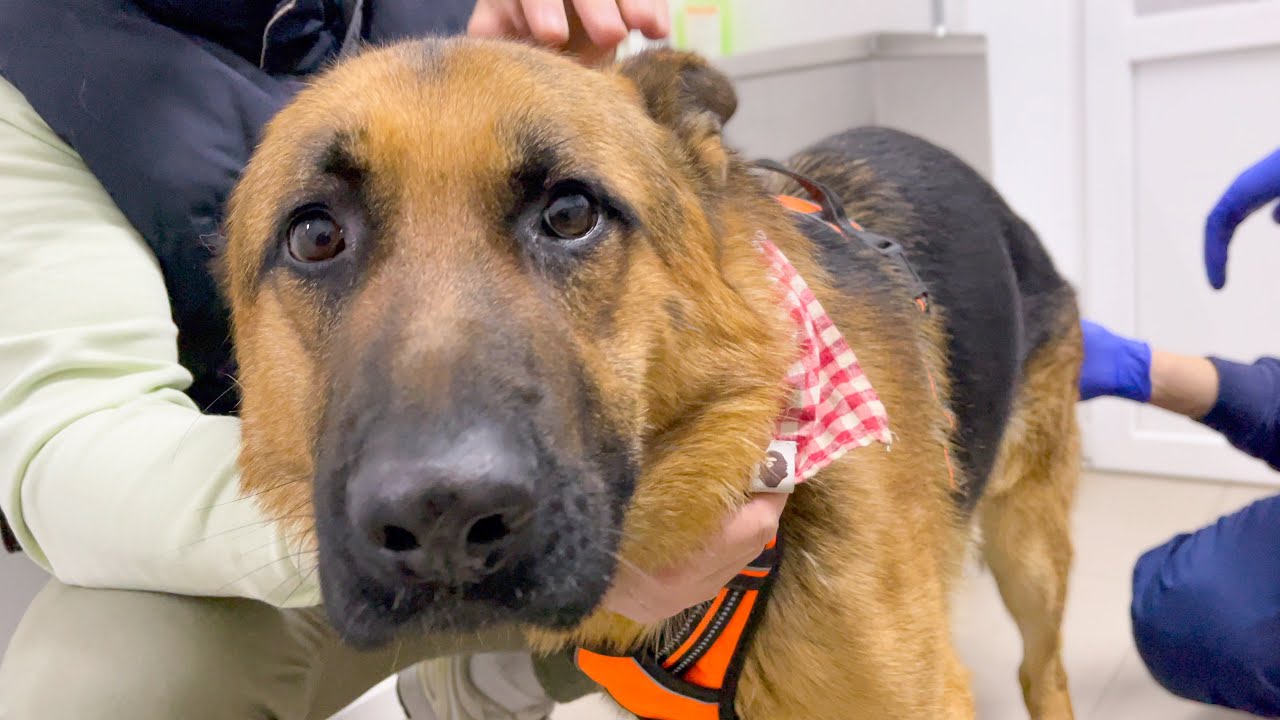 German Shepherd Reaction to a Visit to the Vet!
