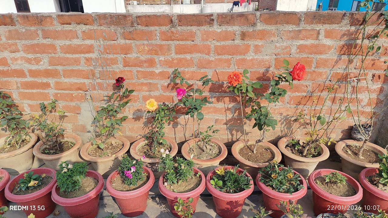 live #Livestream#kuldeepbonsai I am  terrace garden flowering plant and bonsai plant #live
