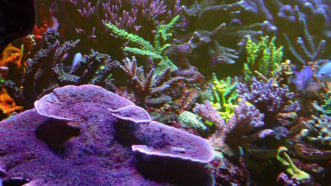Acropora poliplerin dansı