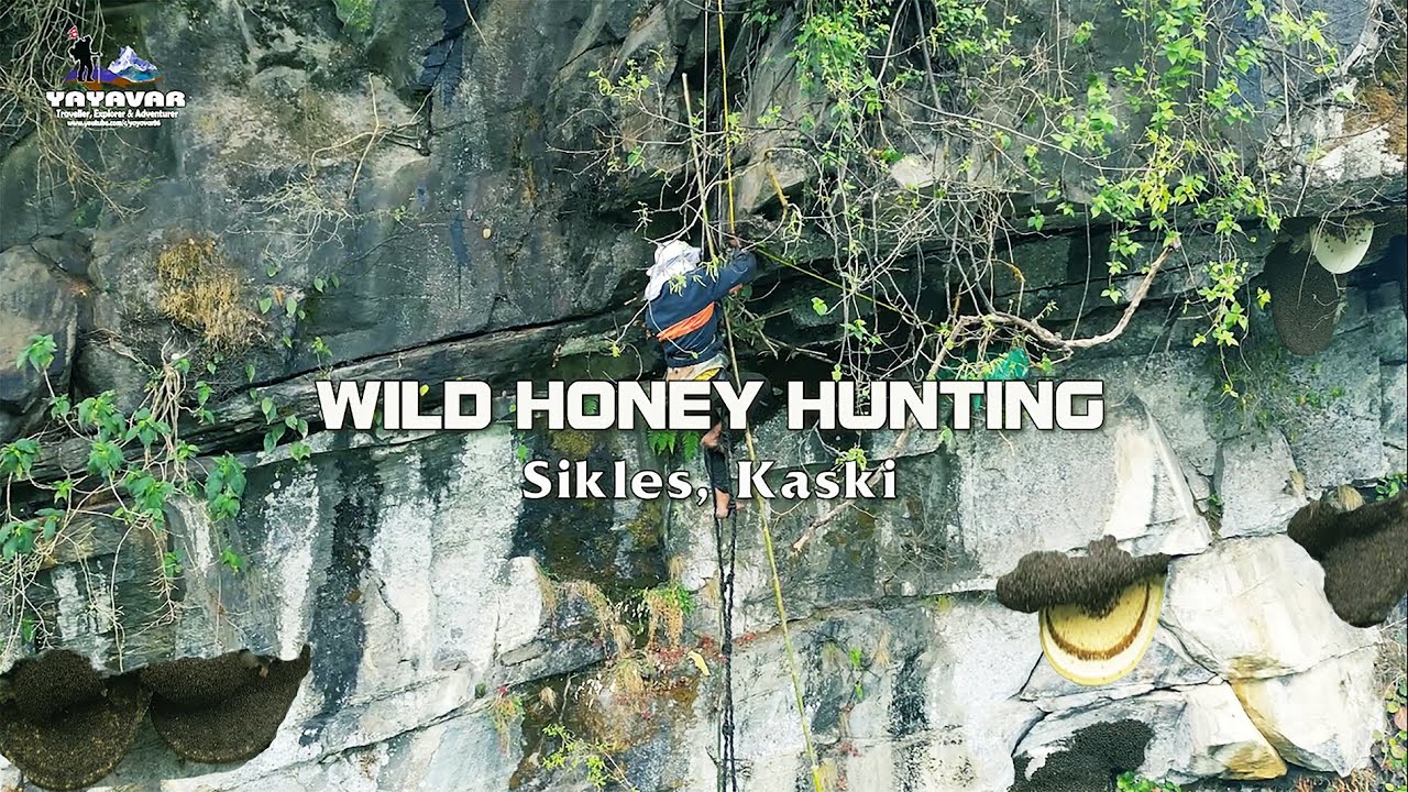 Himalayan Mad Honey - Honey Hunters of Nepal 🇳🇵 | Sikles | Documentary with English Subtitle