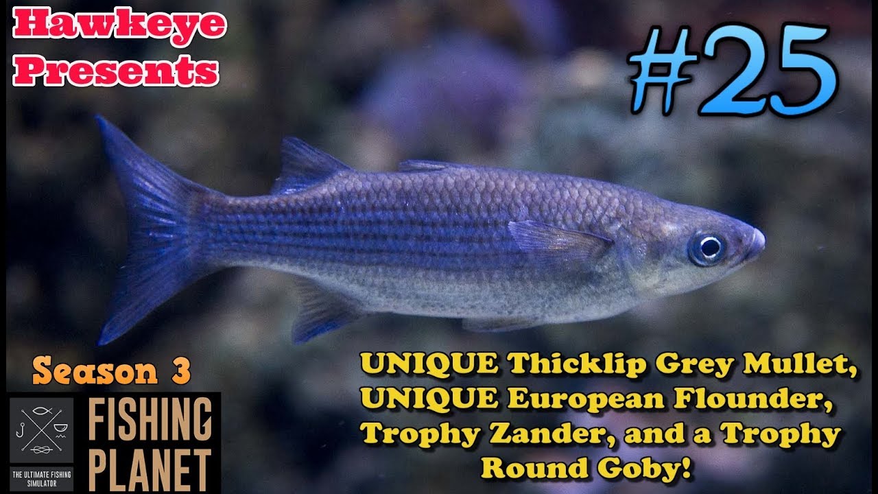 Fishing Planet | #25 - S3 | UNIQUE Thicklip Grey Mullet & European Flounder, & Trophy Round Goby!