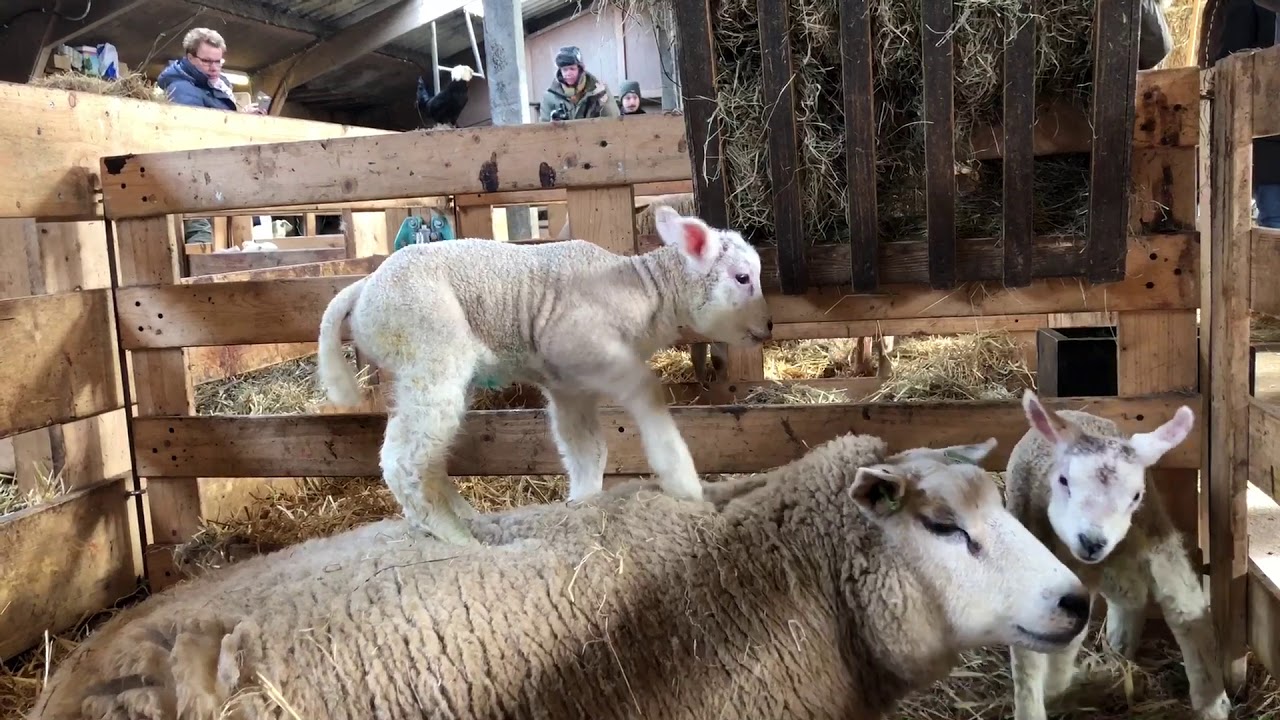 Op kraambezoek bij Schapenboerderij Texel