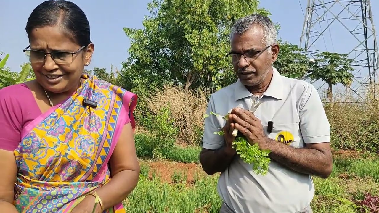 🍅🍆🫛காய்கறி அறுவடை   | Harvest Vlogs #farming #comedy