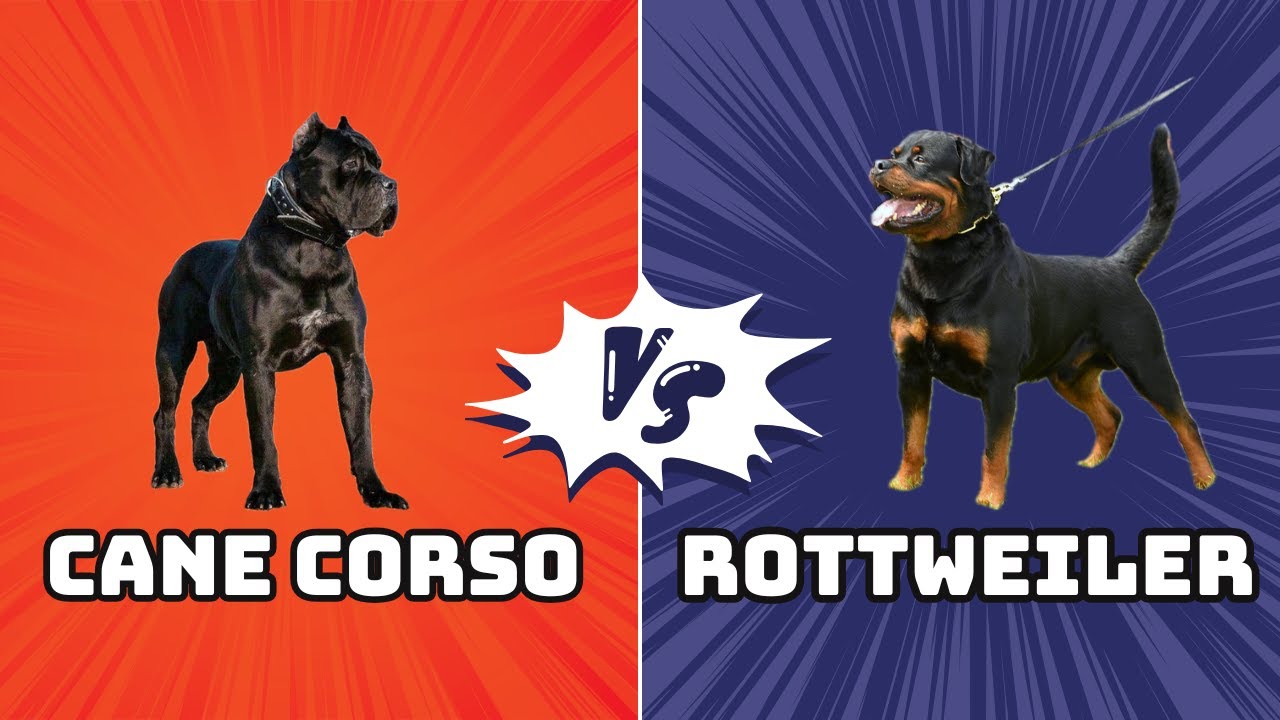 Cane Corso vs Rottweiler | Real Bite Force Test!