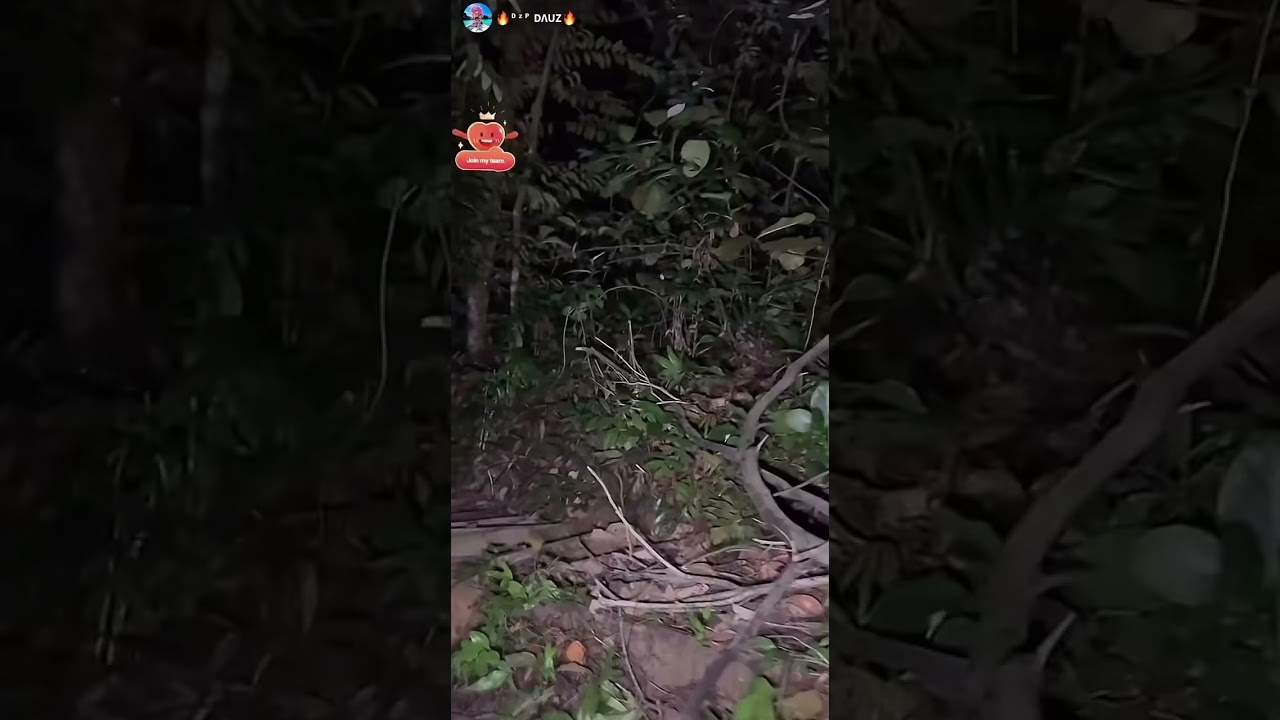 Kredit Video: D z P DAUZ (Suara nenek di hutan Bukit Gasing)#para#hunting#hantu#jin#seram