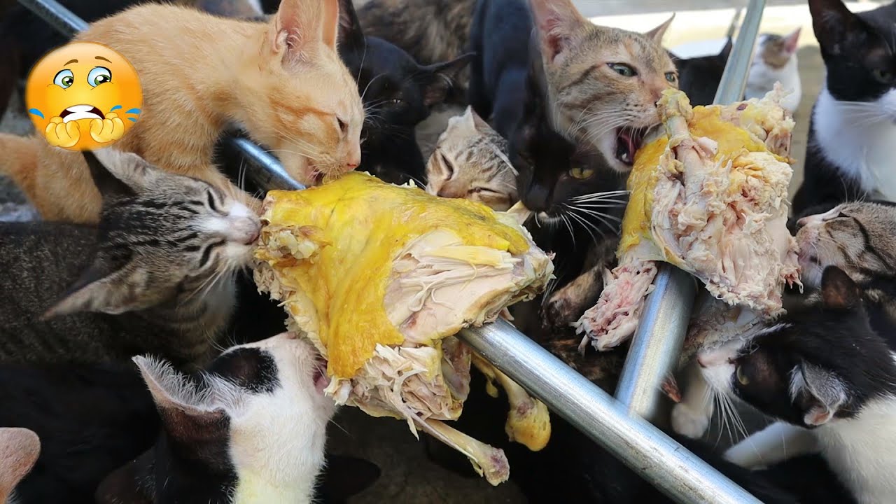 Feeding Whole Chicken for Hungry Cats at the morning