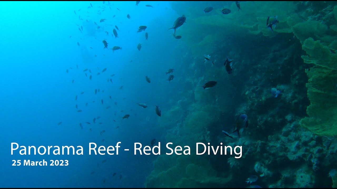 Panorama Reef - Red Sea Diving - Egypt - Safaga