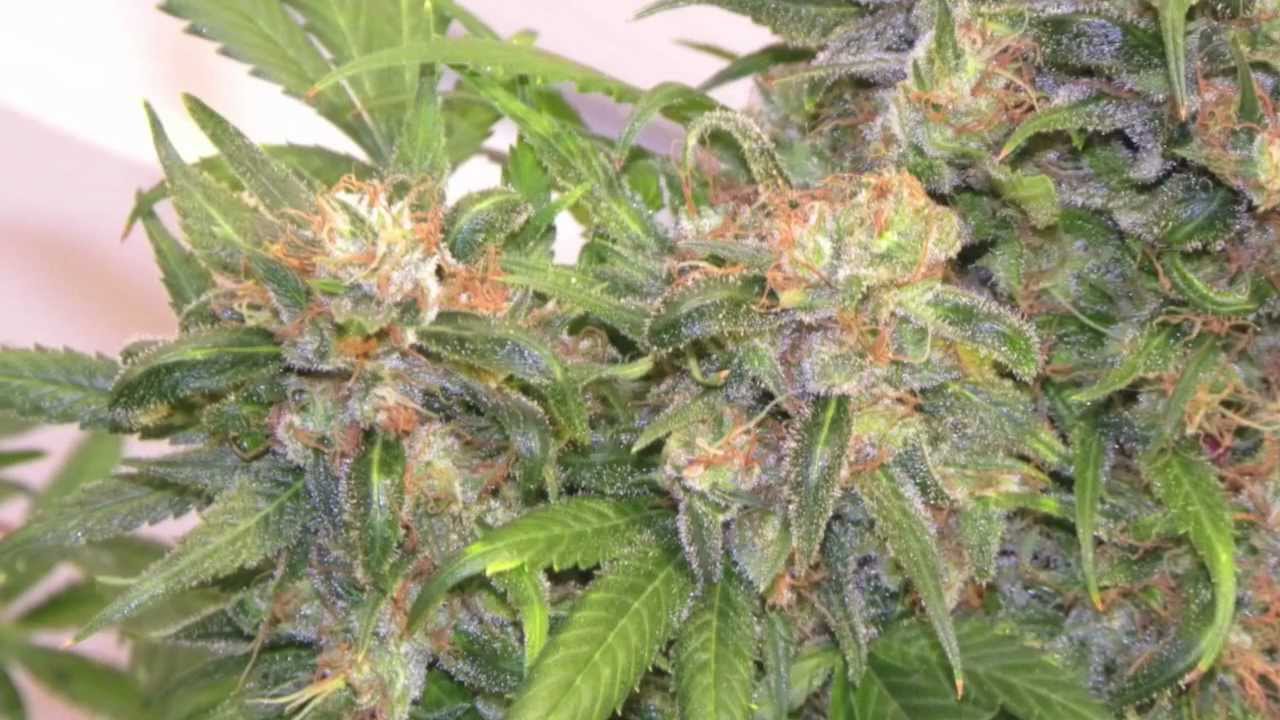 Medical Marijuana Grow - Harvest recap: Bubblelicious & White Widow (Pro-Grow X5 LED grow light)