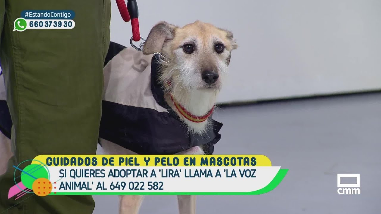 Cuidados de piel y pelo en mascotas - Estando Contigo