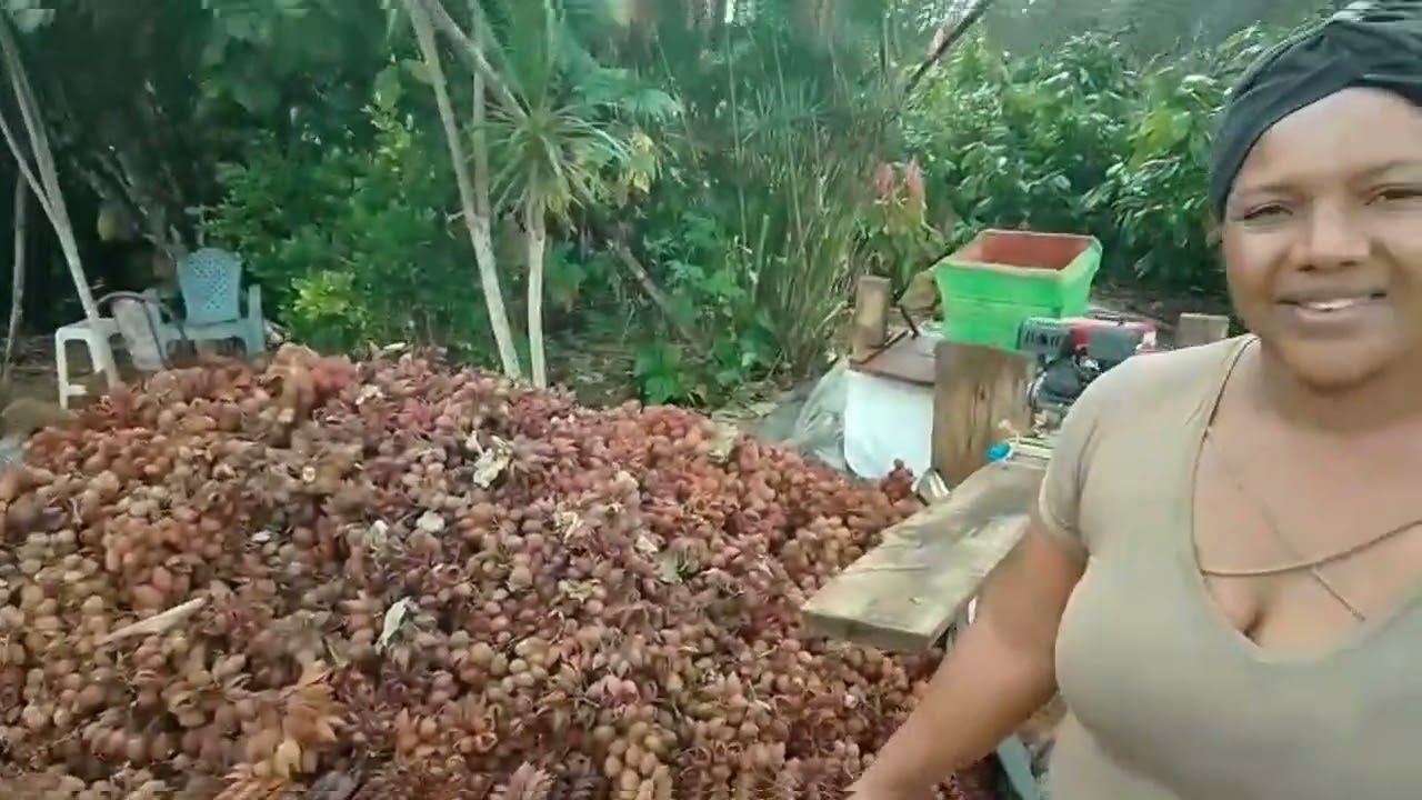 Cultivo do Urucum/ Fazendo corante (colorau), venha conferir