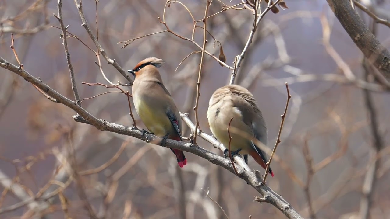 [4K]レンジャクの群れ　Japanesewaxwings