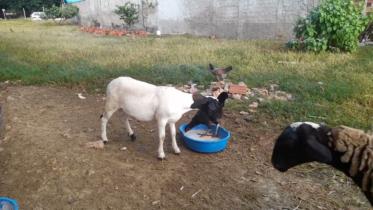 Carneiro du silvano 🐏