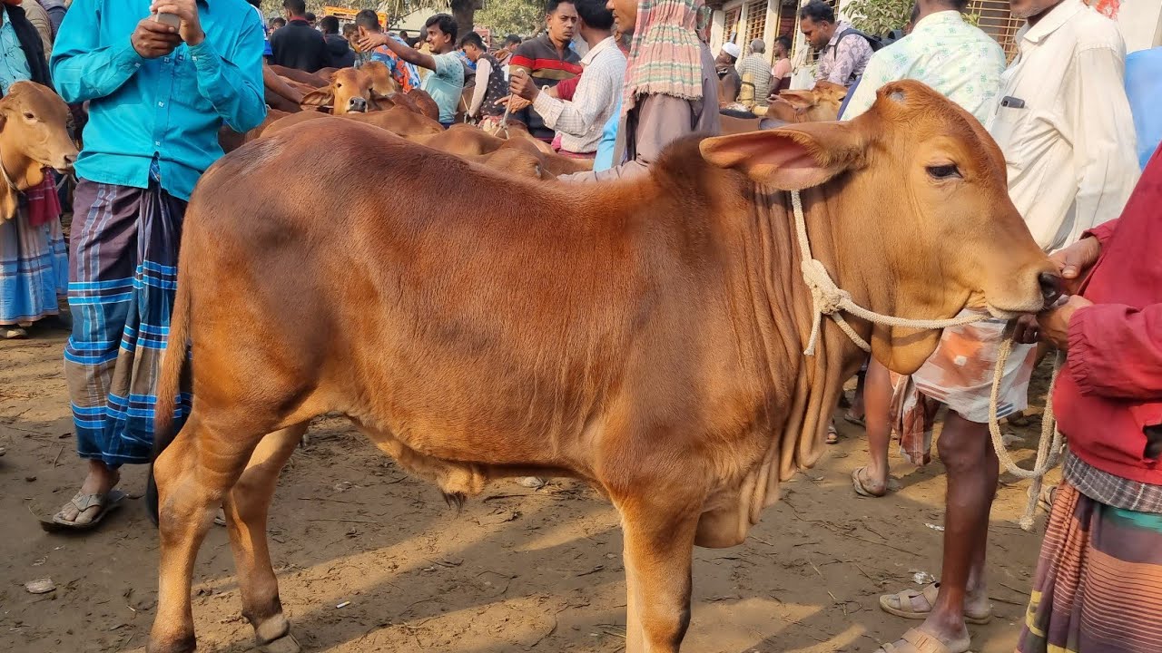 @আজ ২৬ জানুয়ারি ২৬ | প্রচুর চাহিদা সম্পূন্ন শাহিওয়াল ষাঁড় বাছুর  গরুর দাম | রানীগঞ্জ হাট | দিনাজপুর