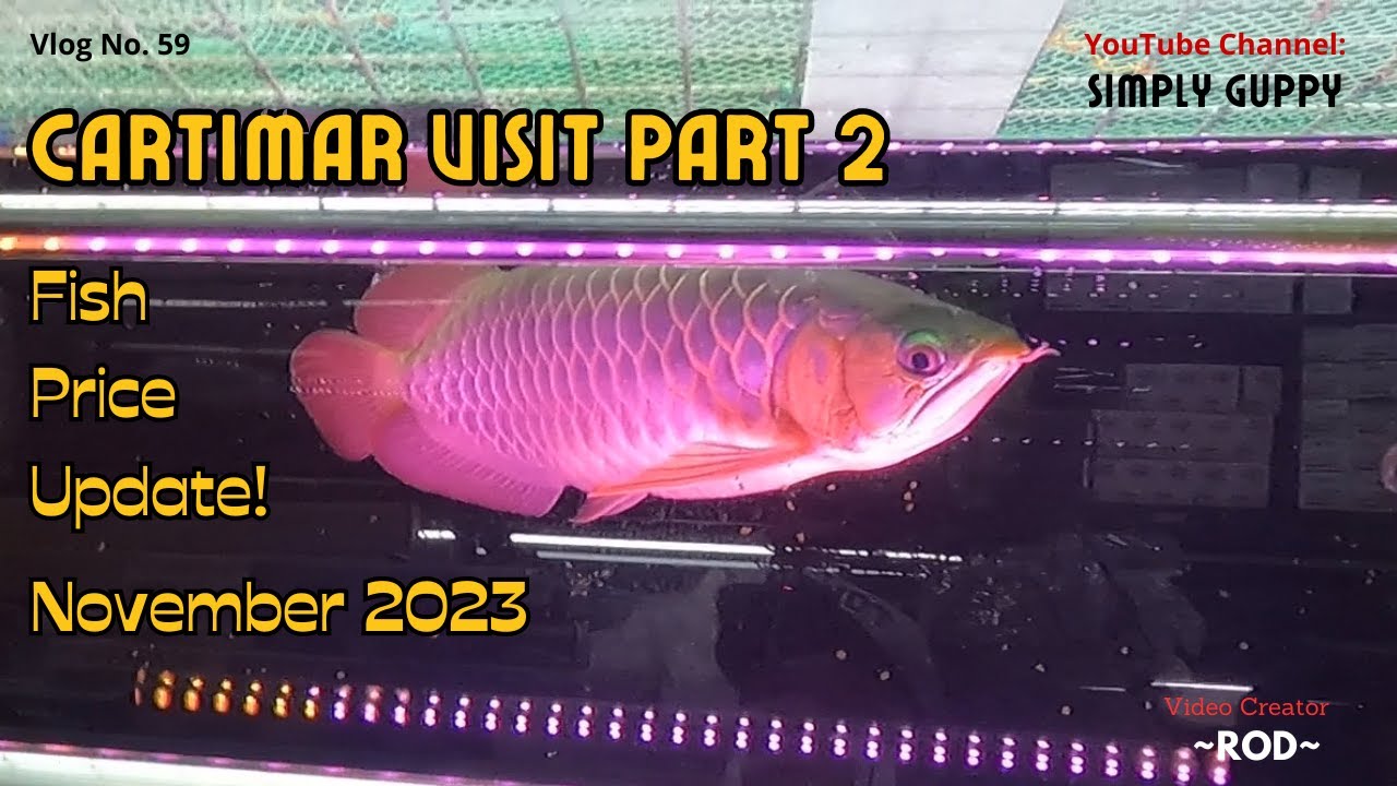 Cartimar Visit | Price Update Part 2 | Vlog 59