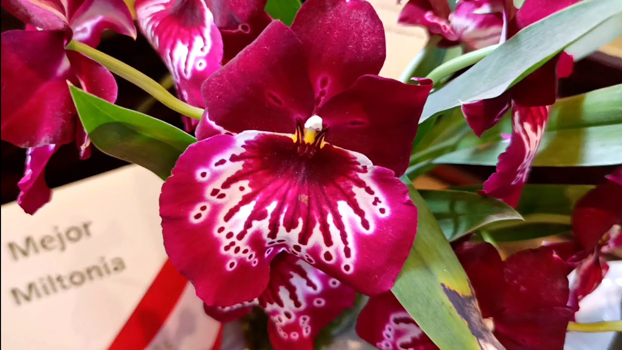 Festival de las orquídeas en San Isidro