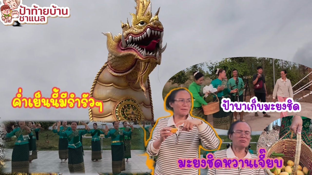 FC ขอพรสำเร็จมารำแก้บนพร้อมนางรำ 9 ท่านป้าพาเก็บมะยงชิดลูกใหญ่มาก