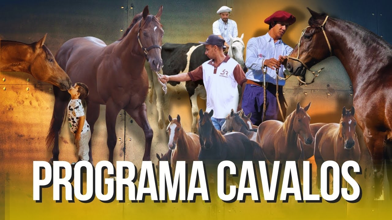 Criação de cavalos e curiosidades do garanhão mais belo das Américas