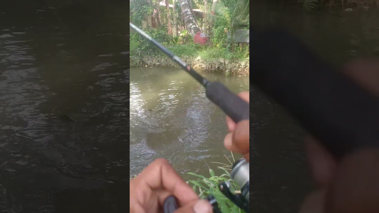 mancing mania #unstoppable #challenge #mancingmania #mancing