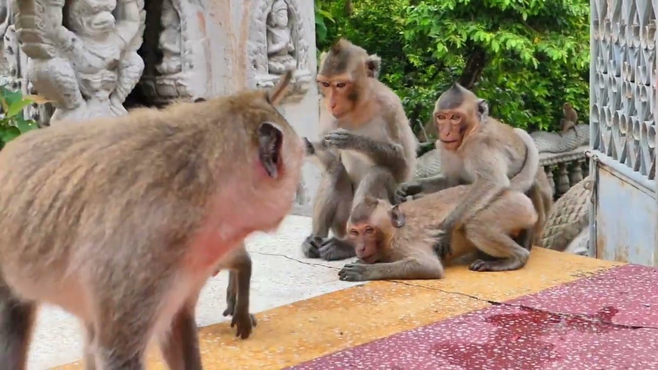 Little Monkey Menda brings Baby Monkey RAMOS to find Mama RANY