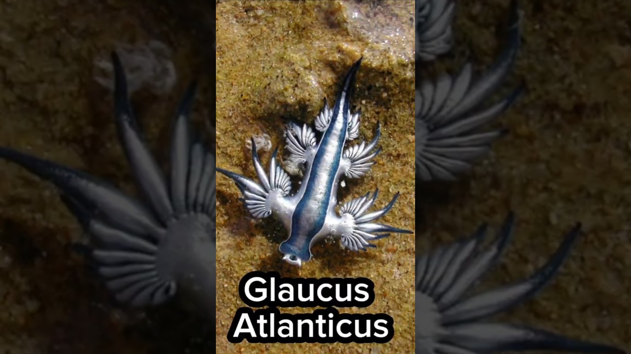 Glaucus Atlanticus : le dragon tueur des oc&eacute;ans !