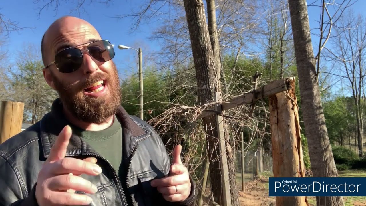 Pruning My Overgrown Muscadine Vine